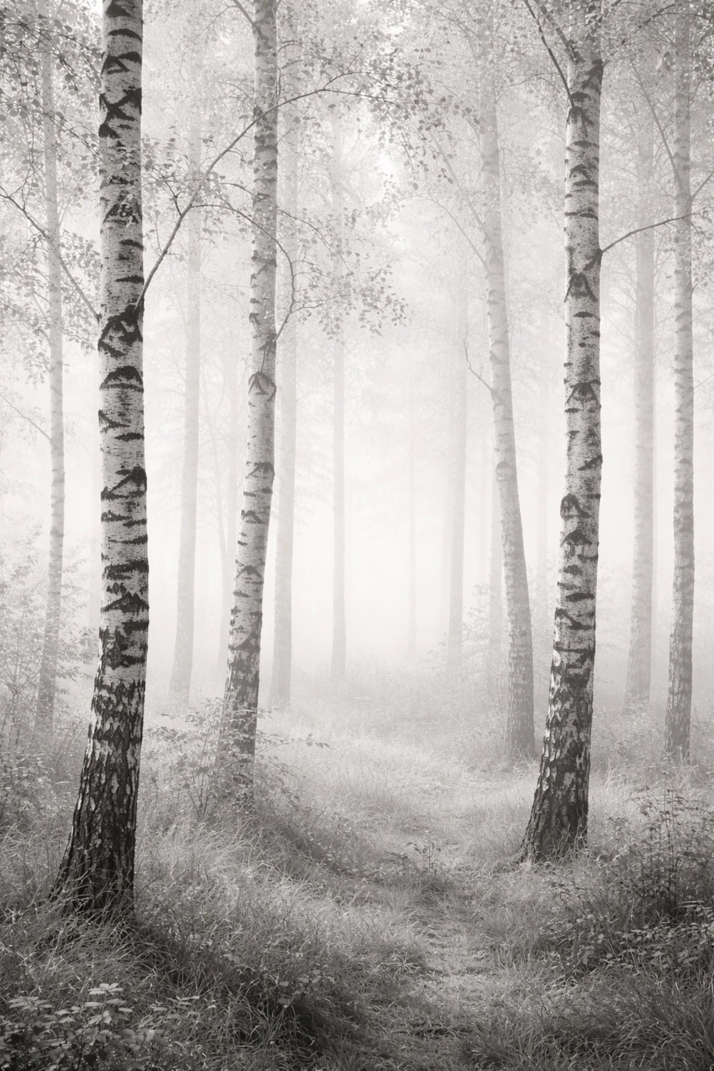 Birch Silence